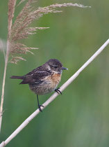 Schwarzkehlchen (Saxicola torquatus), Jungvogel, Leukerfeld VS