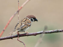 Feldsperling (Passer montanus), Kaiserstuhl AG