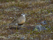 Mornellregenpfeifer (Charadrius adriaticus), im PK, Berlevag, Norwegen