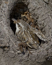 Gartenbaumläufer (Certhia brachydactyla), Rapperswil