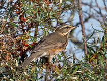 Rotdrossel (Turdus iliacus), Helgoland D