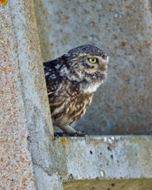 Steinkauz (Athene noctua), Castro Verde, Portugal