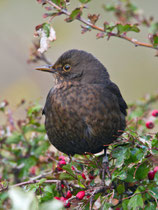 Amsel (Turdus merula) W, Helgoland
