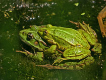 Wasserfrosch (Gattung Pelophyla), Wildegg