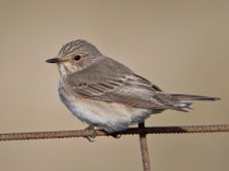 Grauschnäpper (Muscicapa striata), Lesbos, Griechenland
