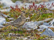 Mornellregenpfeifer (Charadrius adriaticus) Cassonsgrat bei Flims GR