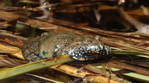 Rotbauchunke (Bombina bombina), Neusiedlersee A