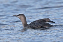 Sterntaucher (Gavia stellata), Möhlin