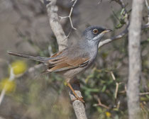 Brillengrasmücke (Sylvia conspicillata), Fuerteventura, Spanien