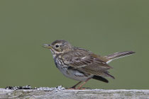 Baumpieper (Anthus trivialis), Mull GB