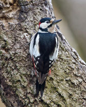 Buntspecht (Dendrocopus major) Männchen, Windisch