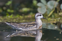 Odinshühnchen (Phalaropus robatus), Stansstaad