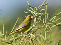 Grünfink (Carduelis chloris), Bözberg