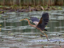 Purpurreiher (Ardea purpurea), Stille Reuss bei Rottenschwil