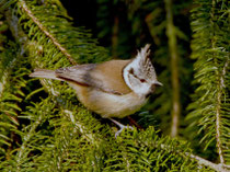 Haubenmeise (Lophophanes cristatus), Villnachern