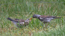 Wacholderdrossel (Turdus pilaris), Jungvogel wird gefüttert, Schloss Hallwil