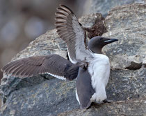 Dickschnabellumme (Uria lomvia), Hornoya/Varanger, Norwegen