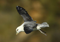 Eissturmvogel (Fulmarus glacialis) Shetland GB