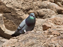 Felsentaube (Columba livia), Fuerteventura