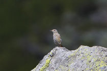 Steinrötel (Monticola saxatilis) juv., TI