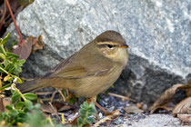 Bartlaubsänger (Phylloscopus schwarzi), Helgoland DE