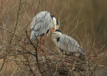 Graureiher (Ardea cinerea), Paar im Nest am Flachsee