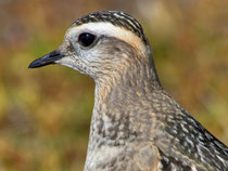 Mornellregenpfeifer (Charadrius adriaticus) Cassonsgrat bei Flims GR