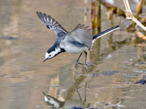 Bachstelze (Motacilla alba), mit den Merkmalen einer Trauerbachstelze, Flachsee