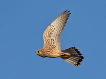 Rötelfalke (Falco naumanni), Castro Verde, Portugal