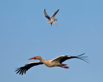 Gleitaar (Elanus cearuleus), verfolgt Weissstorch, Castro Verde, Portugal