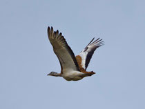 Grosstrappe (Otis tarda), Castro Verde, Portugal