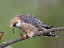 Rotfussfalke (Falco vesperinus), Hortobagy, Ungarn