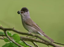 Mönchsgrasmücke M (Sylvia atricapilla), Umiken / Brugg