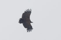 Mönchsgeier (Aegypius monachus), Jaunpass, Schweiz