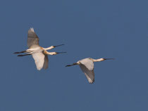 Löffler (Platalea leucorodia), Donana, Spanien