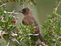 Graubülbül (Pycnonotus barbatus), Agadir, Marokko