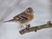 Bergfink (Fringilla montifringilla), Villnachern (Wintergäste)