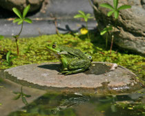 Wasserfrosch (Gattung Pelophyla), Wildegg