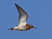 Kampfläufer (Philomachus pugnax), Flachsee