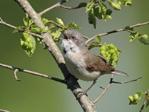 Klappergrasmücke (Sylvia curruca), Klingnauer Stausee
