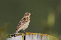 Braunkehlchen, (Saxicola rubetra) Jungvogel, Geschinen VS