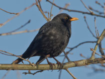 Amsel (Turdus merula) M, Klingnauer Stausee