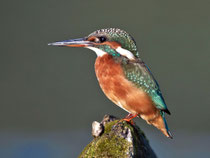 Eisvogel (Alcedo atthis), Aare bei Villnachern