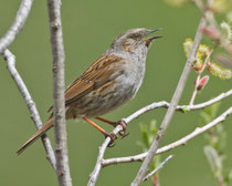 Heckenbraunelle (Prunella modularis), Hospenthal UR