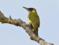 Grünspecht (Picus viridis) M, Limmatspitz