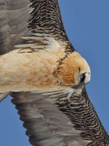 Bartgeier (Gypaetus barbatus), Gemmipass (Leukerbad) VS