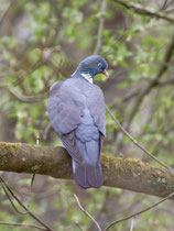 Ringeltaube (Columba palumbus), Villnachern