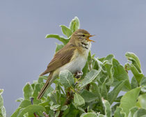 Fitis (Phylloscopus trochilus), Varanger, Norwegen