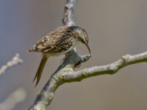 Gartenbaumläufer (Certhia brachydactyla), Schinznach/Oberflachs