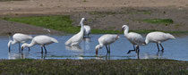 Löffler (Platalea leucorodia), Ria Formosa, Portugal, fischen gemeinsam mit Seidenreihern